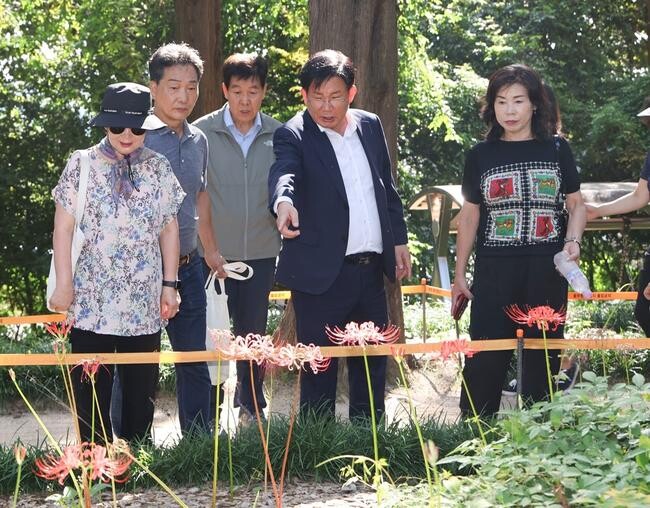 '붉게 물든 상사화' 마포구, 제2회 상사화 축제 개막