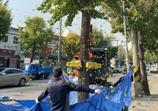 미추홀구, 가을철 '은행나무 열매 조기 제거 사업' 시행해