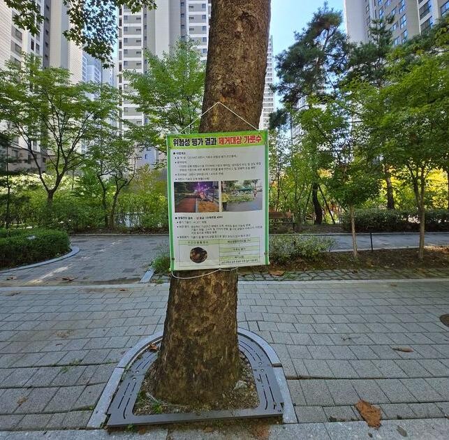 과천시, 가로수 넘어짐 사고 예방 조치 시행&hellip;(넘어짐 위험이 있는 나무에 안내문을 게시한 모습)&nbsp;
