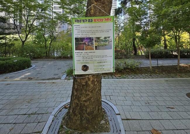 과천시, 가로수 넘어짐 사고 예방 조치 시행