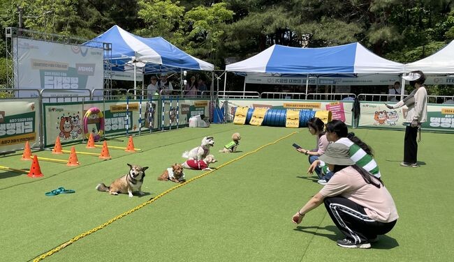 &lsquo;24. 5. 18. 오금공원 이동식반려견놀이터 &rsquo;댕댕파크&lsquo; 경기현장