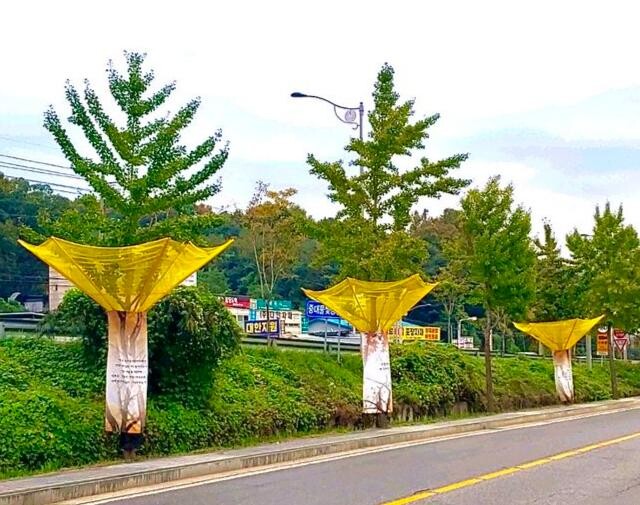 광주시 '낙과 수집기 시범 설치'로 은행나무 악취 제거