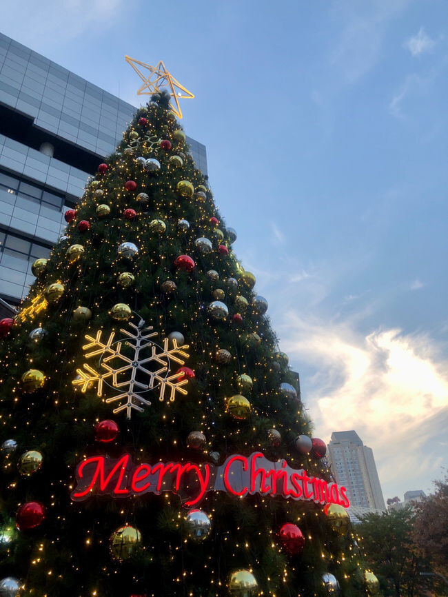 송파구, 구청 광장에 크리스마스트리 점등