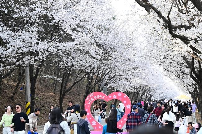 봄바람 따라 달린다...경기도 지방도 벚꽃 드라이브 코스 3선 추천