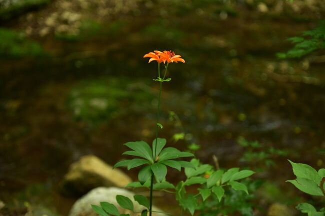 산림청 국립수목원(원장 임영석)은 5월 `우리의 정원식물`로 `하늘말나리(Lilium tsingtauense Gilg)`를 선정했다고 밝혔다.