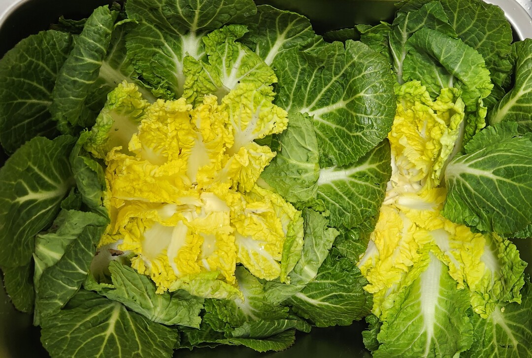 [프랜인 칼럼] 두쫀쿠 가고 봄동 왔다더니… 유행 어디까지 따라가야 할까